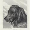 Proctor, study of a blood-hound's head.