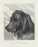 Proctor, study of a blood-hound's head.