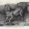 Bob, a favourite terrier, the property of W.E. Gosling Esqr.