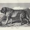 Alpine mastiff.
