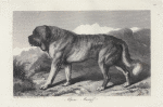 Alpine mastiff.