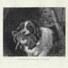 The old dog looks like a picture.