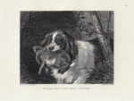 The old dog looks like a picture.
