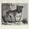 Little Billy, a celebrated bulldog.