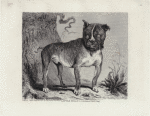 Little Billy, a celebrated bulldog.
