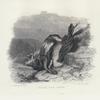 Dead red deer.