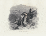 Dead red deer.