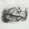 Tiger hunt.