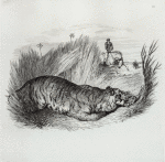 Tiger hunt.