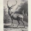 Red deer.