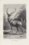 Red deer.