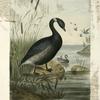 Bernicla nigricans, the Black Brant.