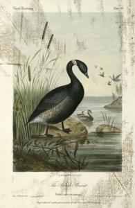 natural history of Washington territory and Oregon, with much relating to Minnesota, Nebraska, Kansas, Utah, and California ... being those parts of the final reports on the survey of the Northern Pacific Railroad route, relating to the natural history...