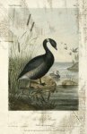 Bernicla nigricans, the Black Brant.