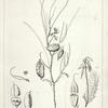 A. Astragalus filifolius, 1. Pistil enlarged, 2. Cross section of the ovary enlarged, 3. Legume transversaly divided, 4. Same longitudinally divided; B. Astragalus bisulcatus, 5. Fruit with a leaf, etc., 6. Fruit, with the calyx, etc., transversely divided, enlarged to thrice the natural size.