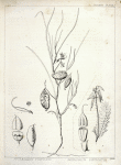 A. Astragalus filifolius, 1. Pistil enlarged, 2. Cross section of the ovary enlarged, 3. Legume transversaly divided, 4. Same longitudinally divided; B. Astragalus bisulcatus, 5. Fruit with a leaf, etc., 6. Fruit, with the calyx, etc., transversely divided, enlarged to thrice the natural size.