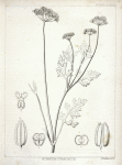 Musenium divaricatum, 1. Vertical section of a flower, 2. Fruit, 3. The same, with the mericarps separating, 4, 5. Cross section of the fruit and seeds. The details variously magnified.