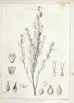 Endolepis Suckleyi, 1. Staminate flower, 2. Vertical section of the same , with the lobes of the calyx inflexed, 3. Pistillate flower, with the involucre entire, 4. Same, with one side of the closed involucre cut away, 5. A 4-leaved calyx of a  pistillate flower, 6. Pistillate flower  with its 3-leaved calyx, the involucre removed, 7. Pistil, with its ovary divided, 7. Fruits in its involucre, 9. Same, with one side of the involucre cut away, 10. The seeds with its funiculus; the micropyle has become superior, 11. Embryo detached. The details all variously magnified.