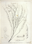 Astragalus (Homalobus) serotinus, 1. Vexillum , wing, and a keel petal, 2. Stamens, etc, 3. Calyx and pistil, 4. Legume transversely divided, etc. The details magnified.