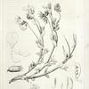 Orobus littoralis, 1. Vexillum, wing, and a keel petal, 2. Calyx, 3. Stamens, 4. Pistil, 5. Inner face of the style, 6. Legume, 7. Same with one valve removed. All the details except 6 and 7 enlarged.