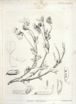 Orobus littoralis, 1. Vexillum, wing, and a keel petal, 2. Calyx, 3. Stamens, 4. Pistil, 5. Inner face of the style, 6. Legume, 7. Same with one valve removed. All the details except 6 and 7 enlarged.