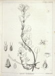 Obione suckleyana, 1. Staminate flower spread  open, 2. Pistillate flower in its involucre, 3. Same veritcally divided, 4. Fruit in its involucre, 5. Cross section of the same, 6. Longitudinal section of the same, 7. The seed vertically divided. Details variously magnified.
