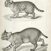 1. Lynx  fasciatus, Red or Barred Lynx ; 2. Felis concolor,  young? Panther.