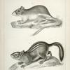 1. Dipodomys ordii, Pouched Jumping Mouse (Fort Laramie, south); 2. Tamias townsendii var. cooperii, Cooper's Ground Squirrel.