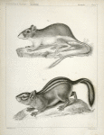 1. Dipodomys ordii, Pouched Jumping Mouse (Fort Laramie, south); 2. Tamias townsendii var. cooperii, Cooper's Ground Squirrel.