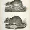 1. Dipodomys agilis, Pouched Jumping Mouse (California, Oregon?); 2. Neotoma occidentalis, Bushy Tailed Rat (coast of Washington Territory).