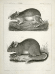 1. Dipodomys agilis, Pouched Jumping Mouse (California, Oregon?); 2. Neotoma occidentalis, Bushy Tailed Rat (coast of Washington Territory).