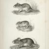 1. Hesperomys texanus, Texas Mouse; 2. Perognathus flavus, Yellow Pouched Mouse, (Nebraska) ; 3. Hesperomys boylii, Boyle's Wood Mouse (Washington Territory to California).