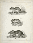 1. Hesperomys texanus, Texas Mouse; 2. Perognathus flavus, Yellow Pouched Mouse, (Nebraska) ; 3. Hesperomys boylii, Boyle's Wood Mouse (Washington Territory to California).