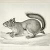 Sciurus douglassii var, suckleyi, Suckley's Pine Squirrel.