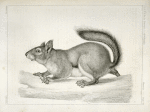 Sciurus douglassii var, suckleyi, Suckley's Pine Squirrel.
