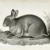 Lepus washingtonii, Red Rabbit.
