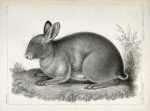 Lepus washingtonii, Red Rabbit.