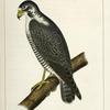 Falco nigriceps, Western Duck-Hawk.