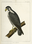 Falco nigriceps, Western Duck-Hawk.