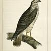Buteo Cooperii, California  Hawk.