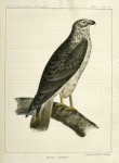 Buteo Cooperii, California  Hawk.