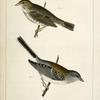 1. Junco dorsalis, New Mexican Snow Bird; 2. Passerculus sandwichensis.