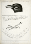 Corvus americanus, American Crow.
