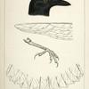 Corvus caurinus, Northwestern Fishcrow.