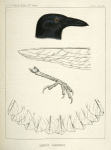 Corvus caurinus, Northwestern Fishcrow.