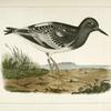 Strepsilas melanocephalus, Black-headed Turnstone.