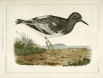 Strepsilas melanocephalus, Black-headed Turnstone.