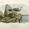 The White-headed Gull, Larus heermanni.