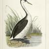 Podiceps occidentalis,  Long-necked Grebe.