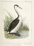 Podiceps occidentalis,  Long-necked Grebe.